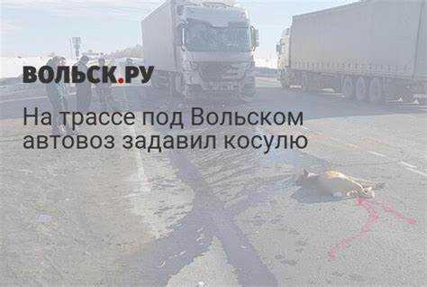 Размер штрафа за сбитую косулю