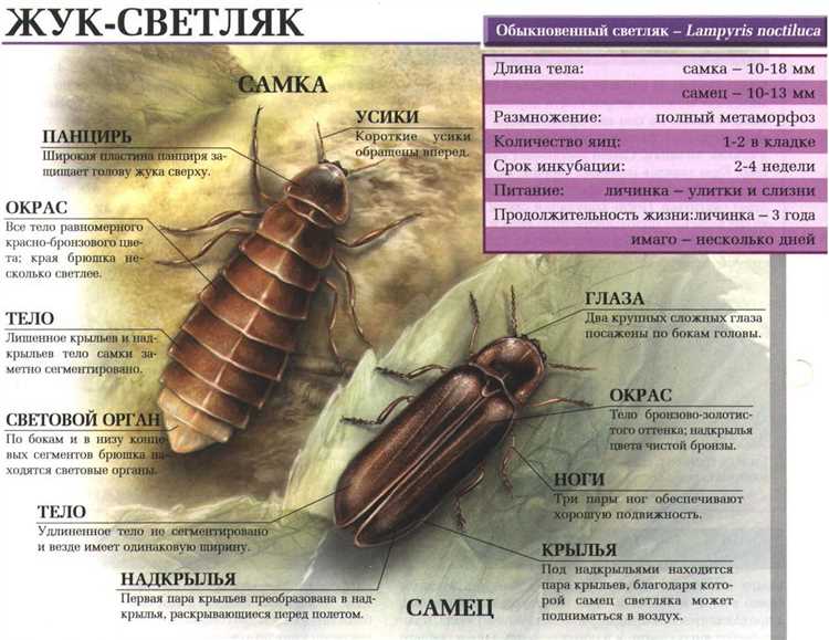 Что такое жук в электрике